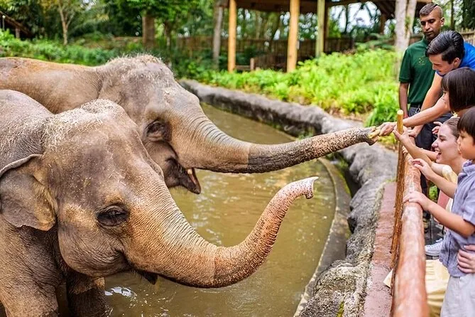 Elephants reaching across a moat to take food from visitors at Singapore Zoo.
