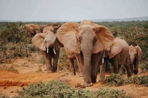 African Elephant