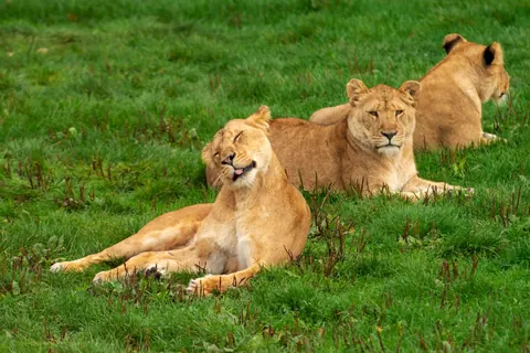 African Lion