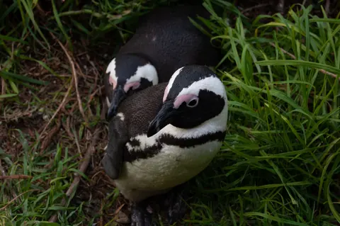 African penguin (jackass penguin)