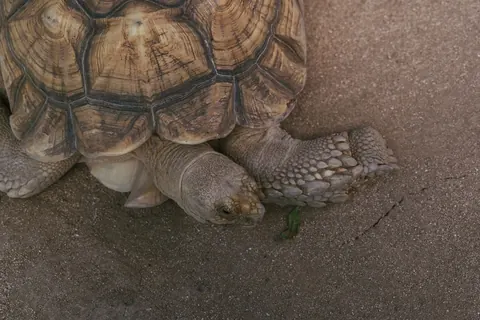 African Spurred Tortoise