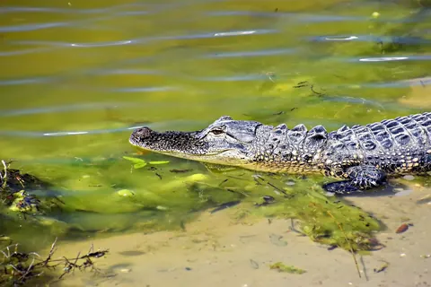 alligators