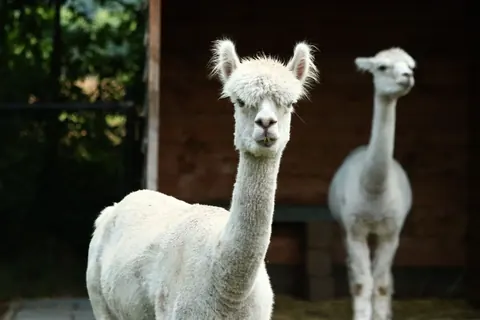 alpacas