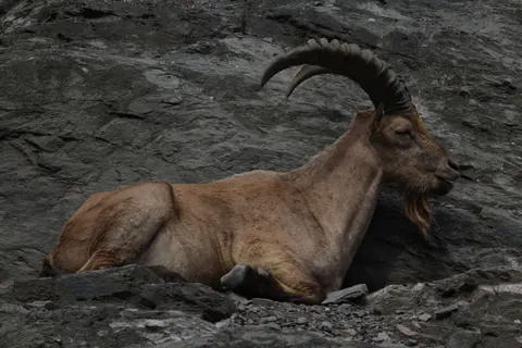 alpine ibex