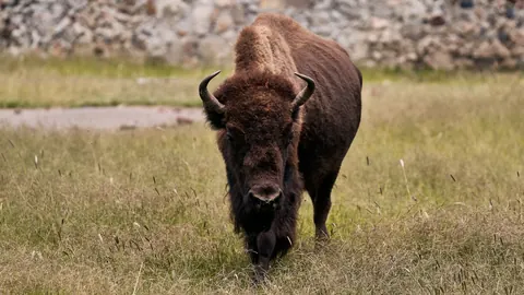 American bison