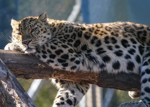 Amur leopards