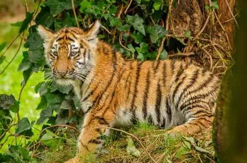 Amur tigers