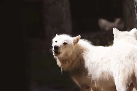 arctic wolves