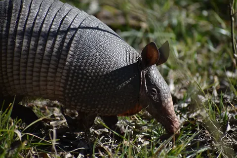 armadillos