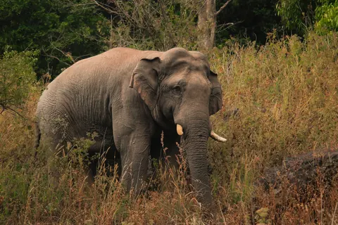 Asian elephants
