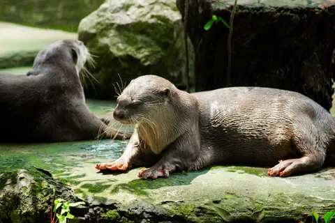 Asian otters