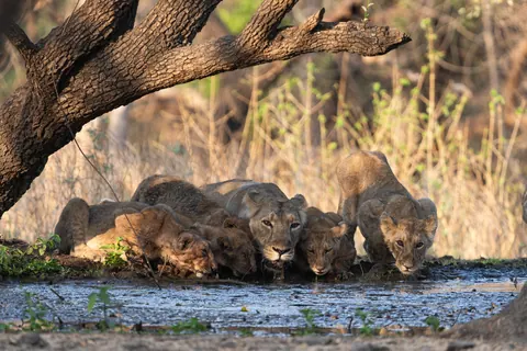 Asiatic lions