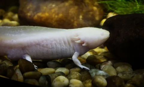 axolotls