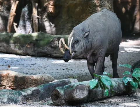 Babirusa