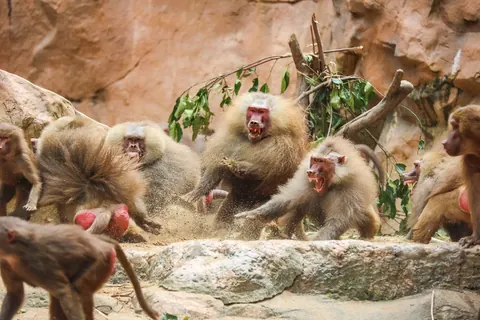 Baboons