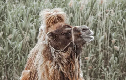 bactrian camels