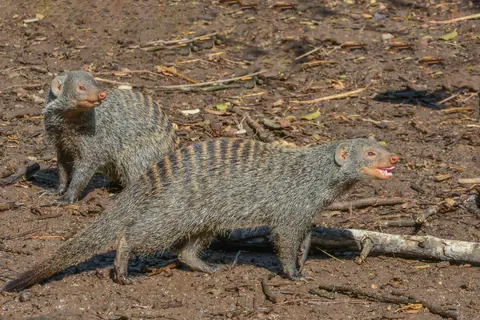 Banded mongooses