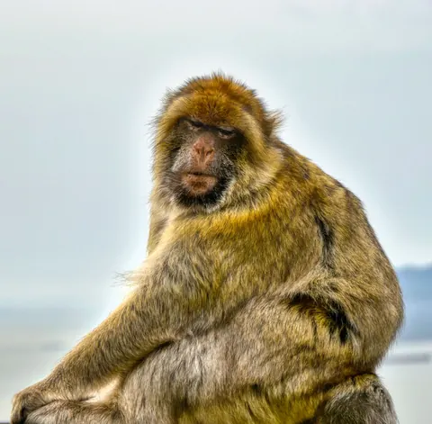 Barbary macaque