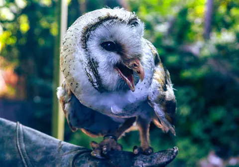 barn owl