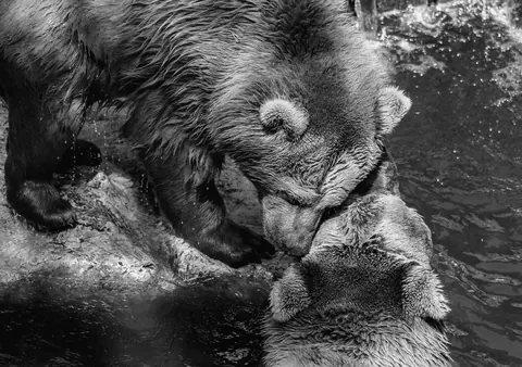 Bears