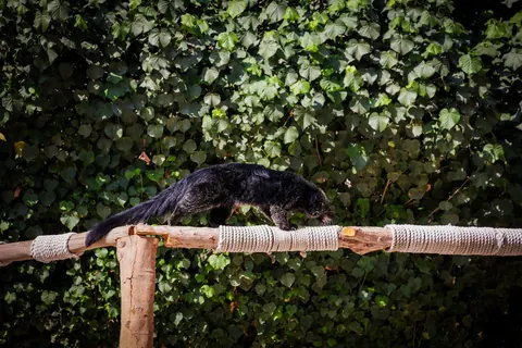 Binturong