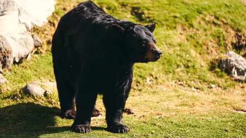 black bears