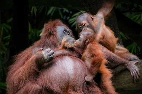 Bornean orangutans