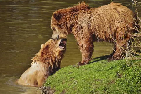 Brown bear