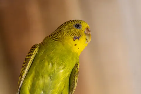 Budgerigar