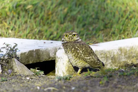 burrowing owls