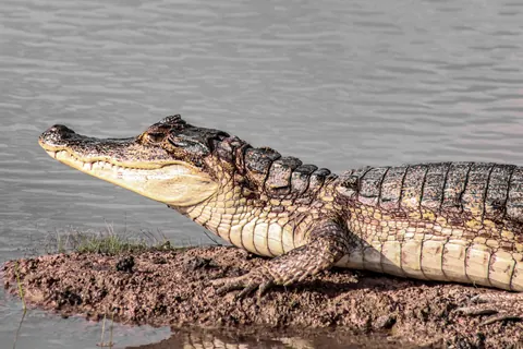 Caimans
