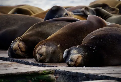 California sea lion