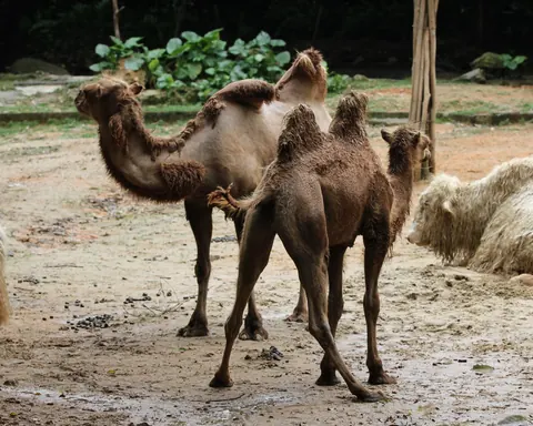 camels