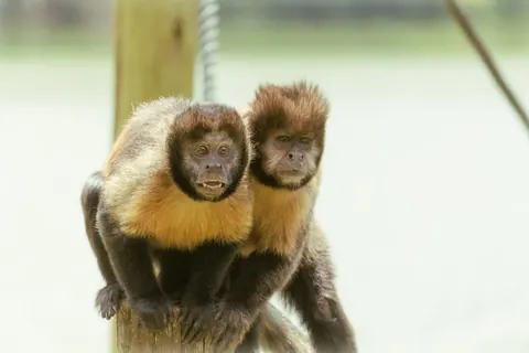 capuchin monkey