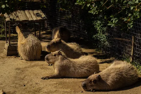 capybaras