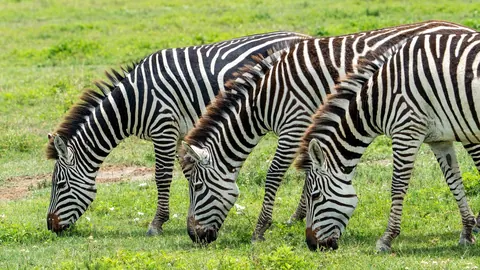 Chapman's zebra