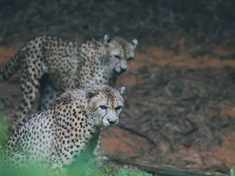Cheetahs
