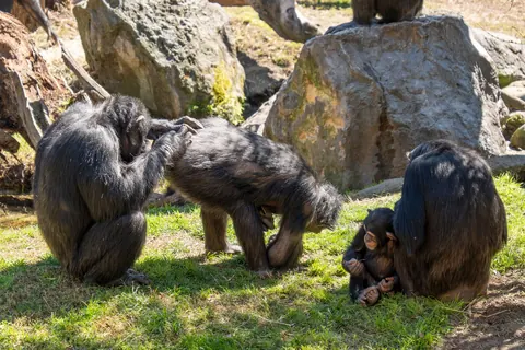 Chimpanzee