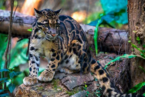 clouded leopards
