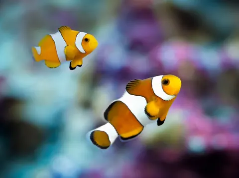 clownfish