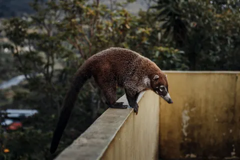 Coatis
