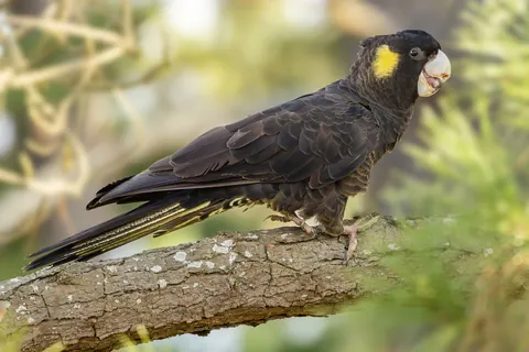 cockatoos