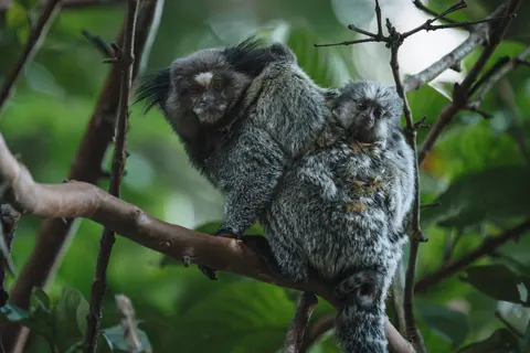 Common marmosets