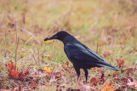 Common raven