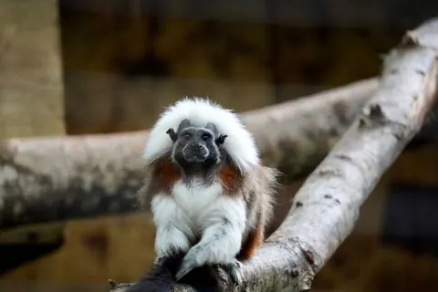 cotton-top tamarins