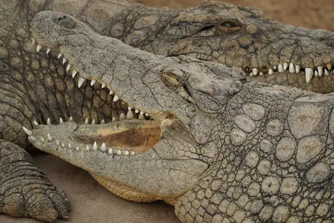 crocodiles