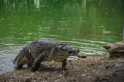 Cuban crocodile