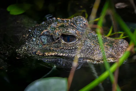 Cuvier's dwarf caiman