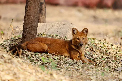 Dholes