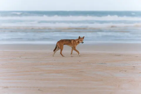Dingo